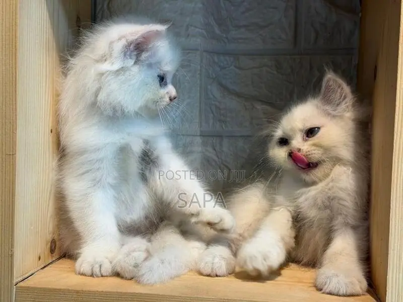 Persian Kittens