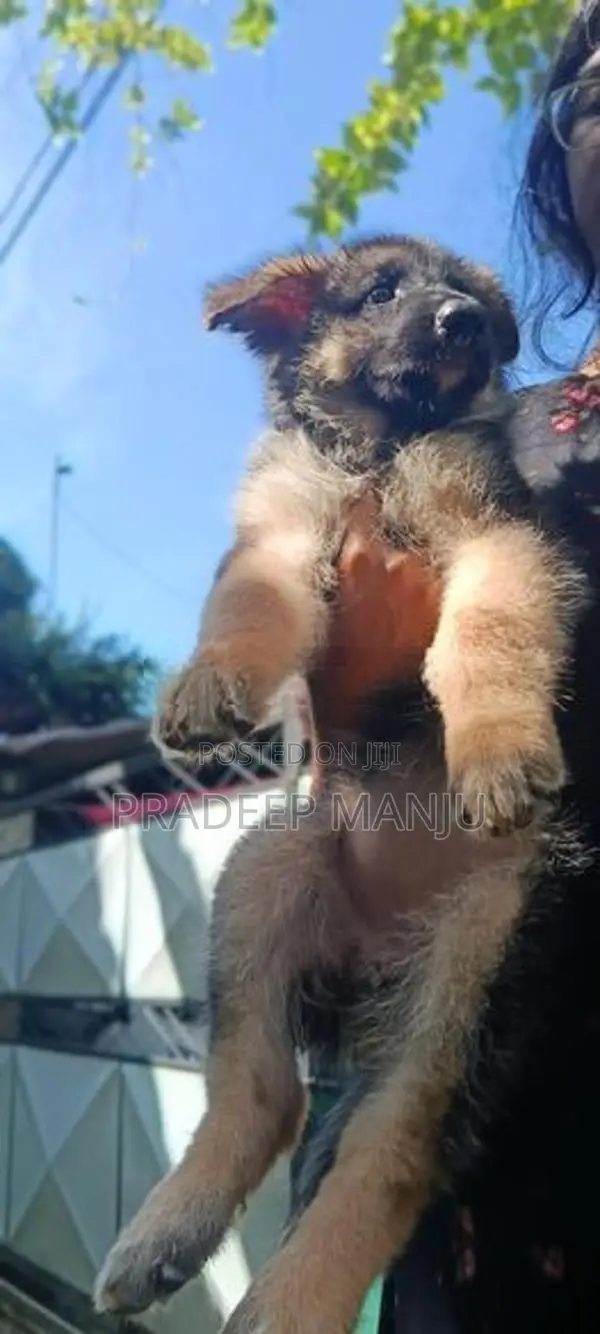 German Shepherd Puppies