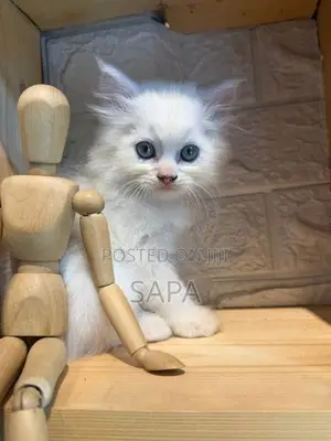 Persian Kittens