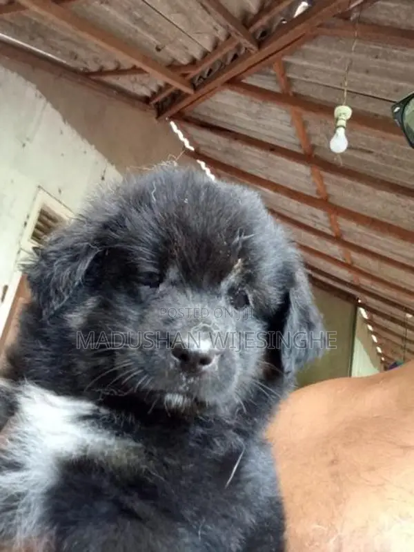 Lion Pomeranian Puppy