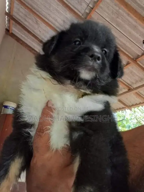 Lion Pomeranian Puppy