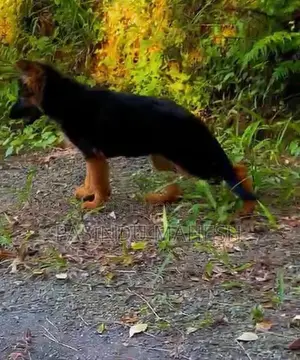 German Shepherd Puppies