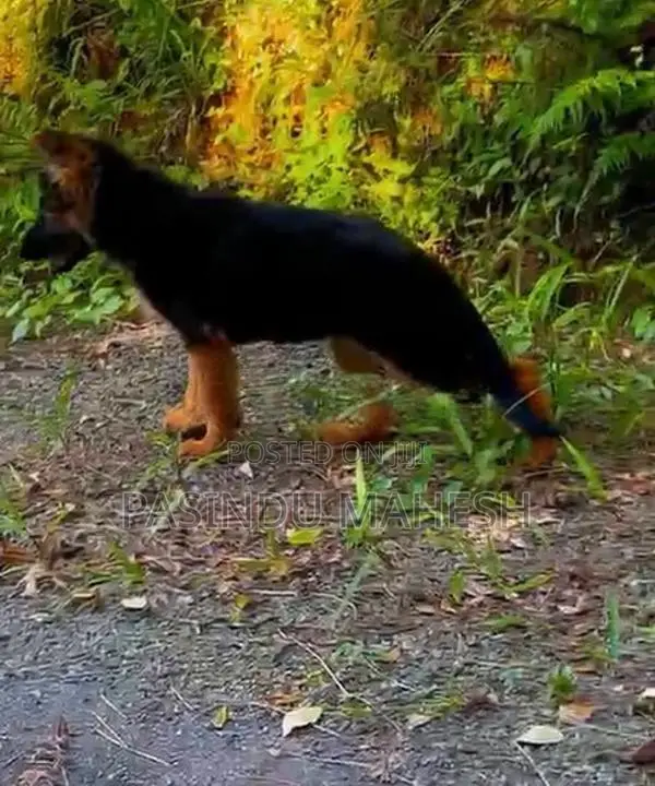 German Shepherd Puppies