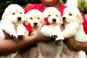 Golden Retriever Puppies