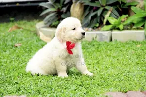 Golden Retriever Puppies