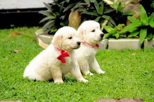 Golden Retriever Puppies