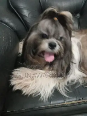 Shihtzu Puppy