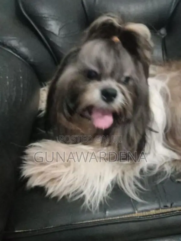 Shihtzu Puppy
