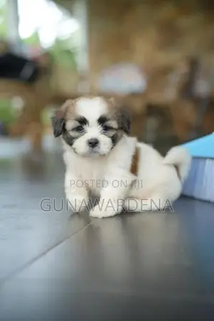 Shihtzu Puppy