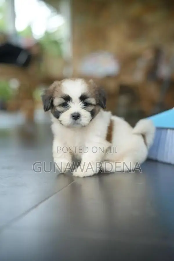 Shihtzu Puppy