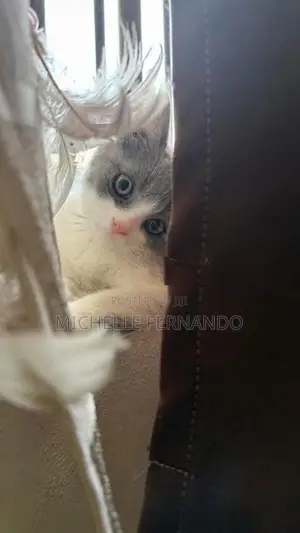 British Shorthair Kitten