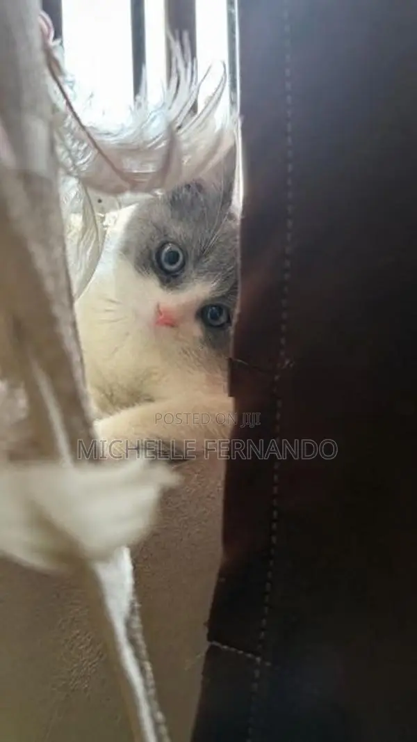 British Shorthair Kitten