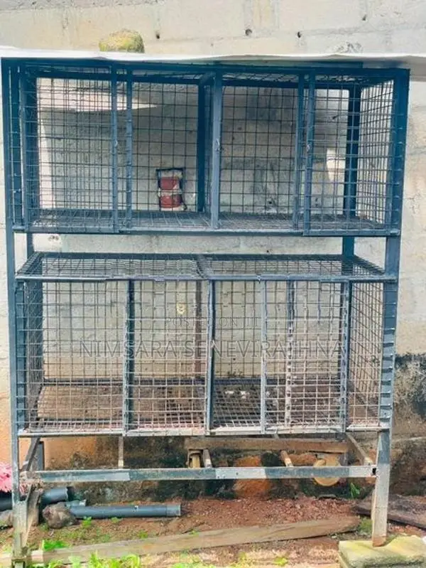 Dog House