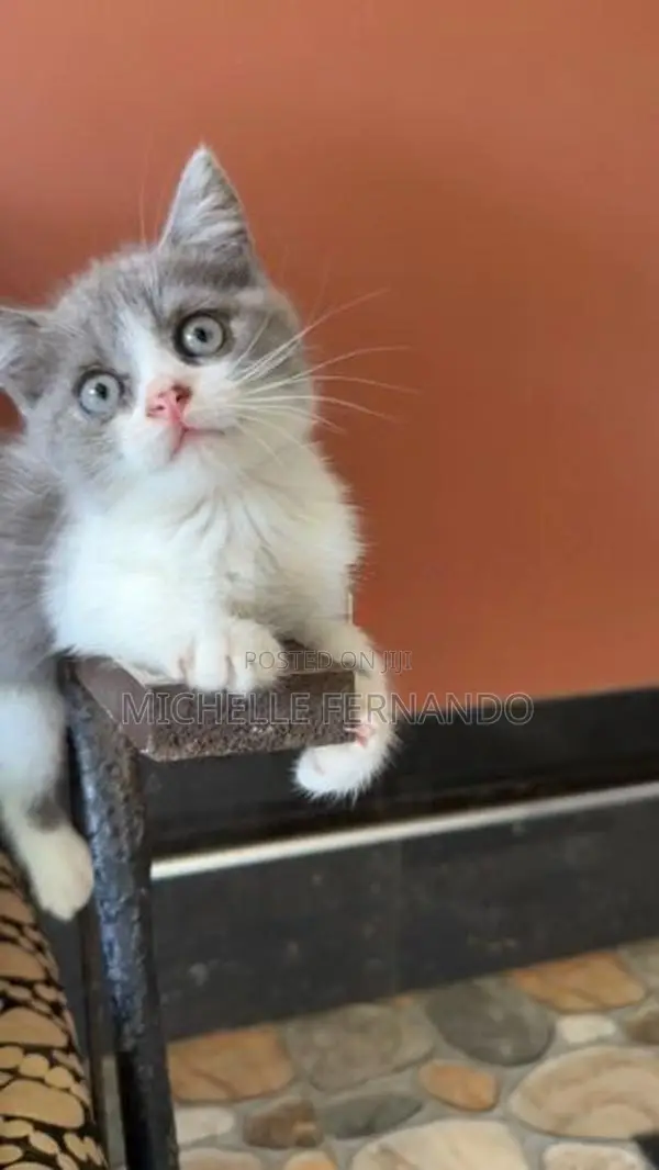 British Shorthair Kitten