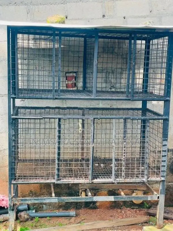 Dog House