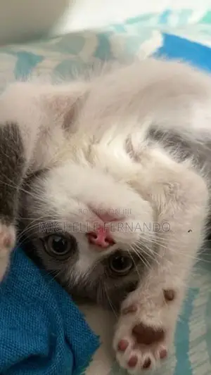 British Shorthair Kitten