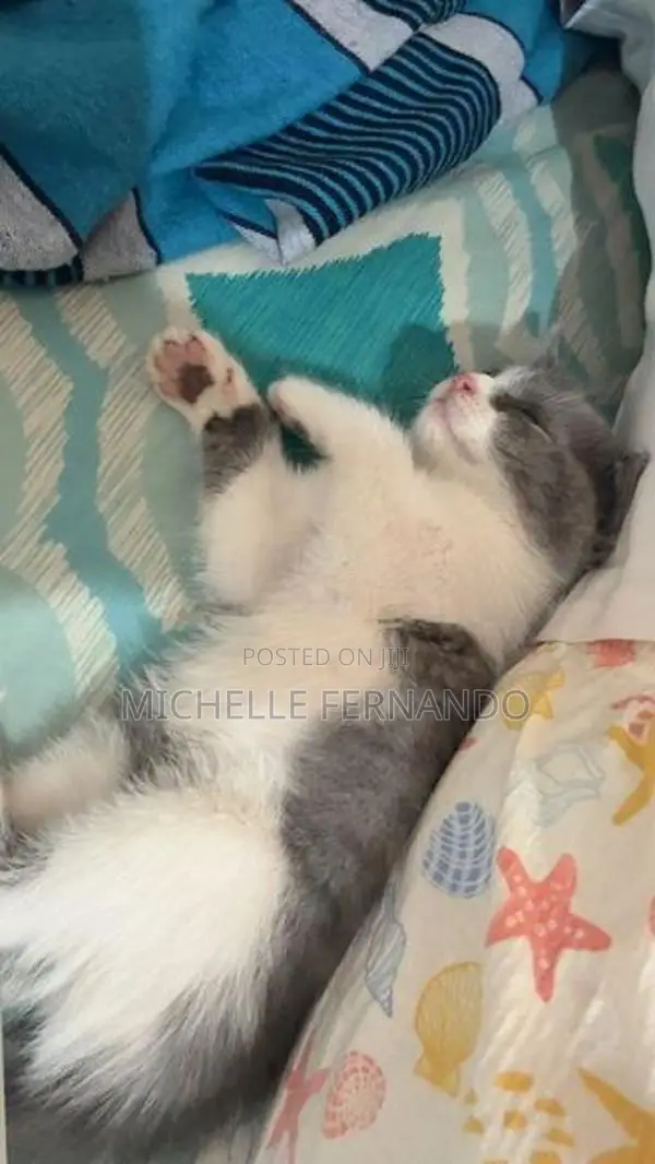 British Shorthair Kitten