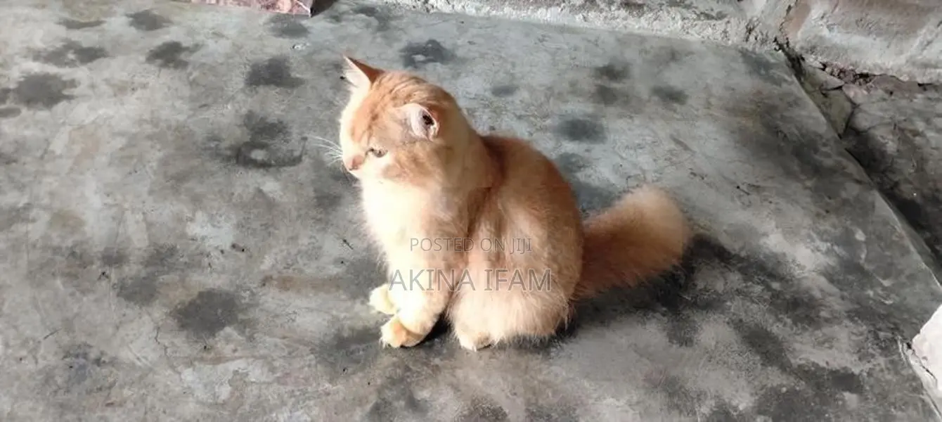 persian cat