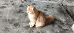 persian cat