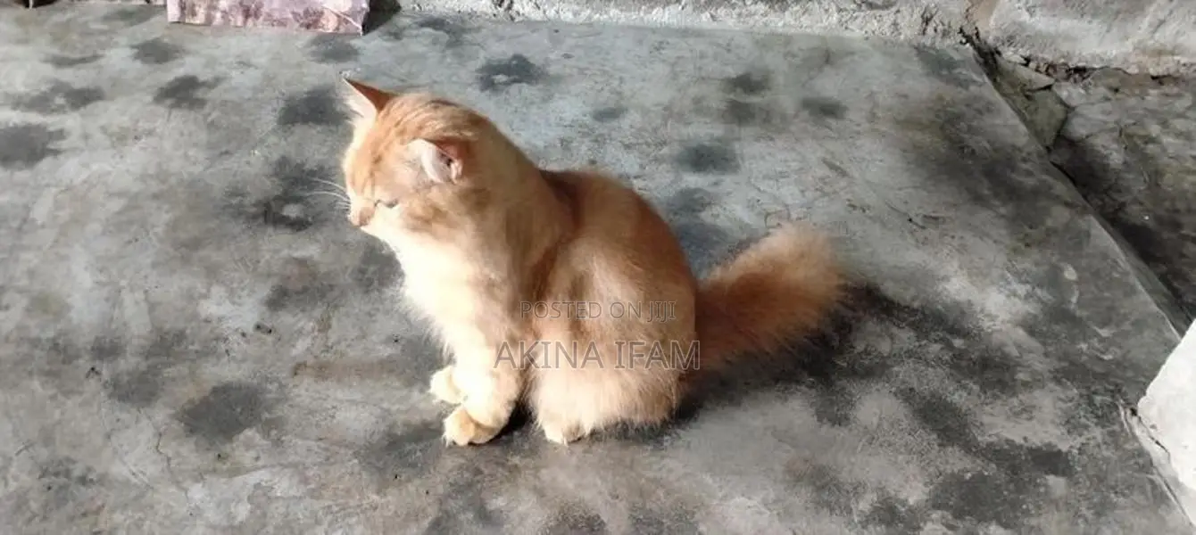 persian cat