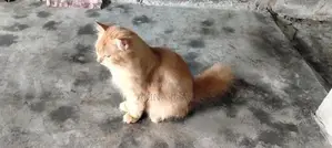persian cat