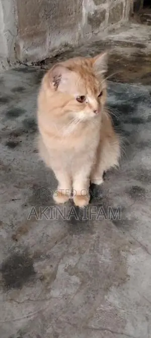persian cat