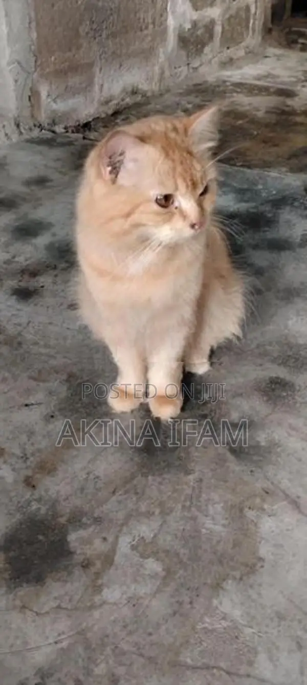 persian cat