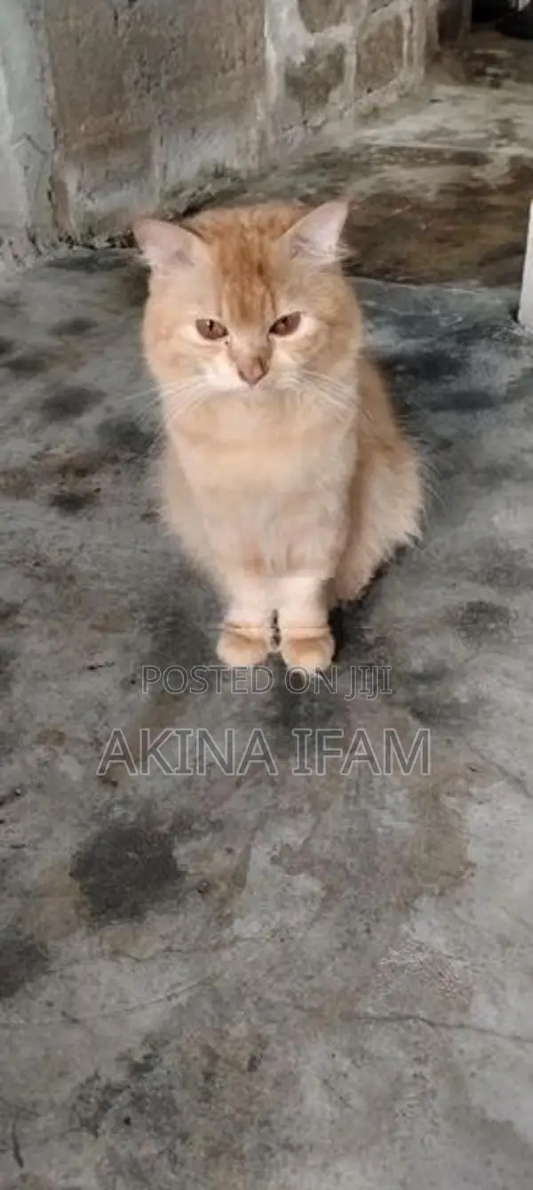 persian cat
