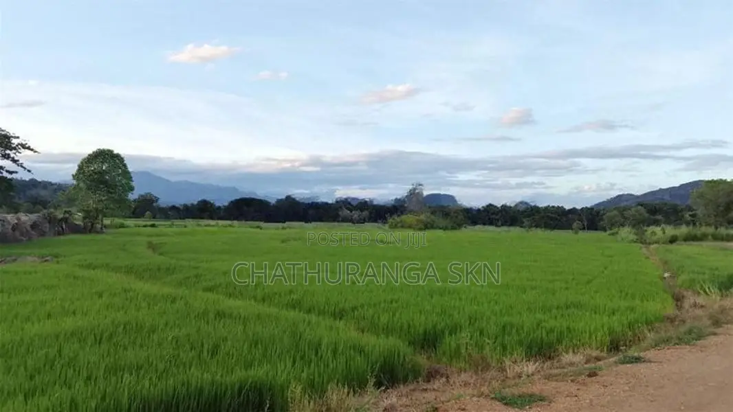 වැල්ලවායෙන් කුබුර මුඩු ඉඩමක්