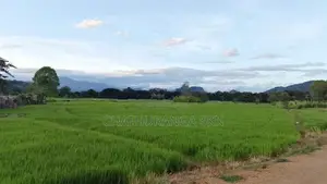 වැල්ලවායෙන් කුබුර මුඩු ඉඩමක්