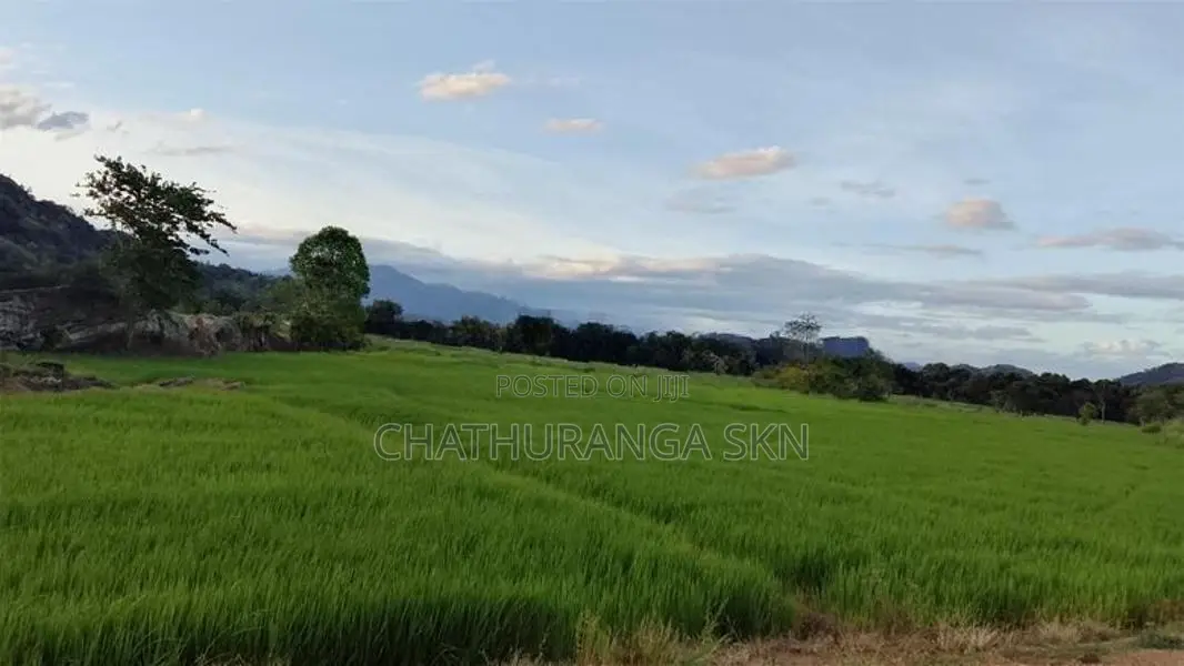 වැල්ලවායෙන් කුබුර මුඩු ඉඩමක්