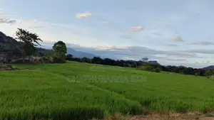 වැල්ලවායෙන් කුබුර මුඩු ඉඩමක්