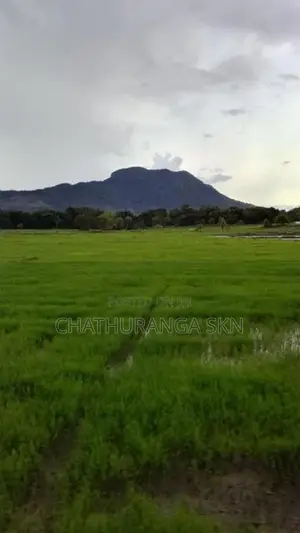 වැල්ලවායෙන් කුබුර මුඩු ඉඩමක්