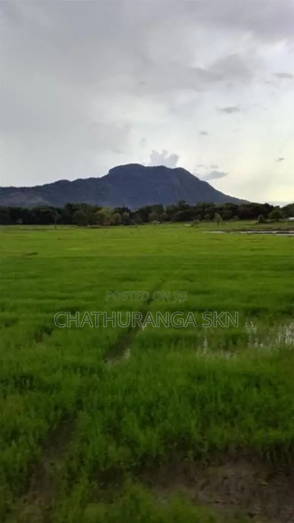 වැල්ලවායෙන් කුබුර මුඩු ඉඩමක්