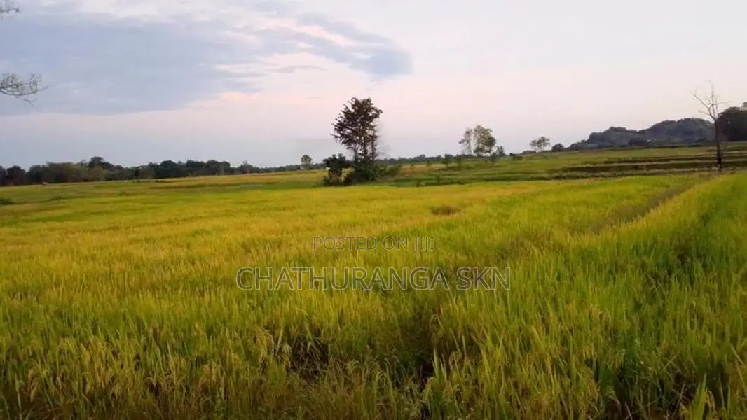වැල්ලවායෙන් කුබුර මුඩු ඉඩමක්
