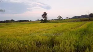 වැල්ලවායෙන් කුබුර මුඩු ඉඩමක්
