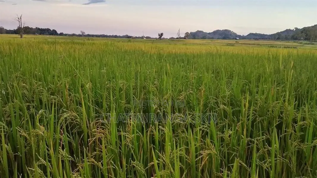 වැල්ලවායෙන් කුබුර මුඩු ඉඩමක්