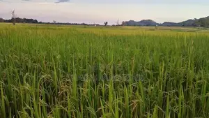වැල්ලවායෙන් කුබුර මුඩු ඉඩමක්