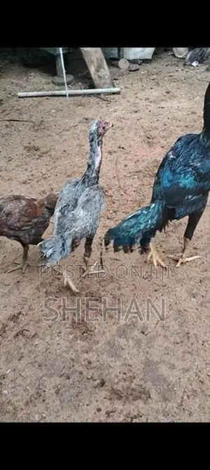 Rooster