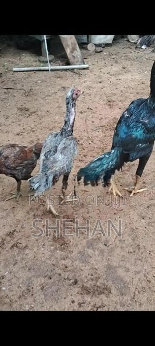 Rooster