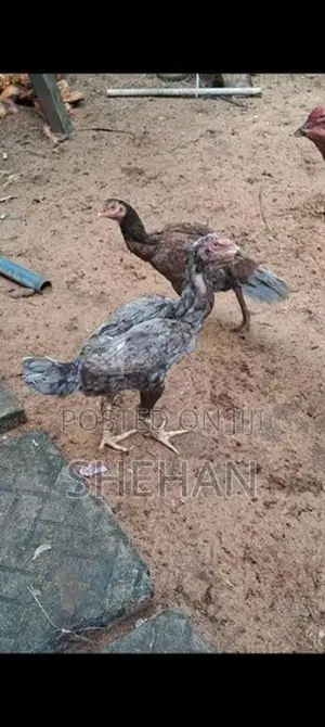 Rooster
