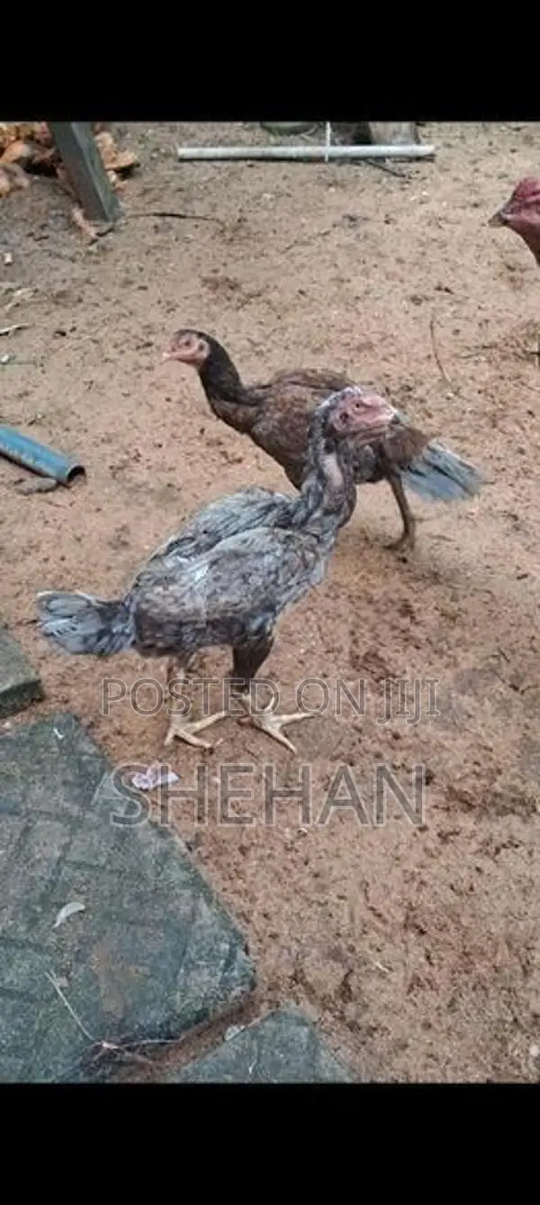 Rooster