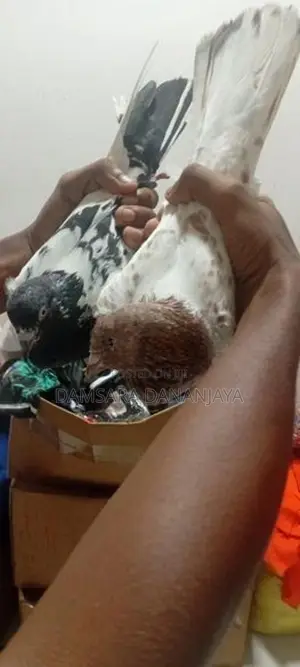 Pakistan Pigeons