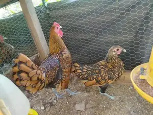 Gold Sebright Chicks