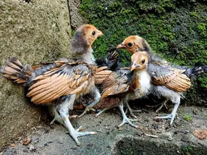 Gold Sebright Chicks