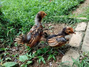 Gold Sebright Chicks