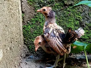 Gold Sebright Chicks