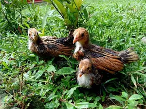 Gold Sebright Chicks