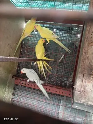 Ring Neck Birds