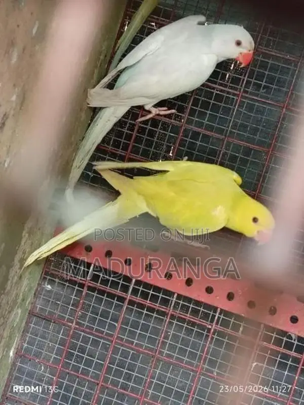 Ring Neck Birds